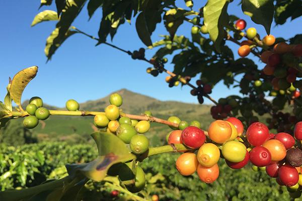 Les grains sur l'arbre